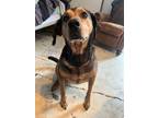 Adopt Monty a Redbone Coonhound, German Shepherd Dog