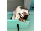 Adopt Xyler (bonded to Xyla) a Tabby