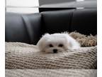 Maltese PUPPY FOR SALE ADN-551103 - Maltese puppies for sale in Chicago