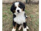 Bernese Mountain Dog PUPPY FOR SALE ADN-551068 - AKC Bernese Rocky