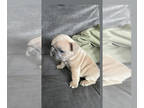 French Bulldog PUPPY FOR SALE ADN-550742 - Beautiful Frenchie