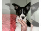 Border-Aussie PUPPY FOR SALE ADN-550860 - CKC Border Aussie Puppies