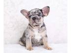 French Bulldog PUPPY FOR SALE ADN-550816 - French Bulldog Puppies For Sale