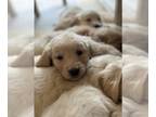 Golden Retriever PUPPY FOR SALE ADN-551219 - Golden Retriever Puppies
