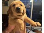 Golden Labrador PUPPY FOR SALE ADN-551078 - Goldador Puppies
