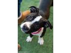 Adopt FAITHFUL a Pit Bull Terrier, Mixed Breed