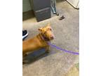 Adopt LARRY a Pit Bull Terrier, Mixed Breed
