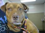 Adopt A827977 a Pit Bull Terrier, Beagle