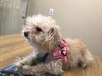 Adopt POPPY a Poodle