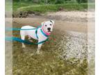American Staffordshire Terrier DOG FOR ADOPTION RGADN-1020133 - Gilmore -