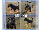American Staffordshire Terrier-Rottweiler Mix DOG FOR ADOPTION RGADN-1025324 -