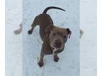 American Pit Bull Terrier Mix DOG FOR ADOPTION RGADN-1023869 - GIBSON - Pit Bull