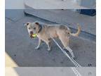 American Pit Bull Terrier DOG FOR ADOPTION RGADN-1023840 - BLUE - Pit Bull