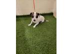 Adopt JACK a Parson Russell Terrier, Mixed Breed