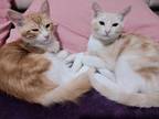 Adopt SemSem MeshMesh Bonded need to stay together a Persian, Egyptian Mau
