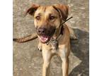 Adopt Tula a Chocolate Labrador Retriever, German Shepherd Dog