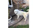 Adopt Mick a White Great Pyrenees dog in Napa, CA (37276276)