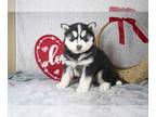 Siberian Husky PUPPY FOR SALE ADN-551574 - Stunning ACA Siberian Husky Puppies