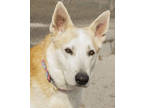 Adopt Mishka a Tan/Yellow/Fawn Husky / Mixed dog in St. Catharines