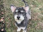 Adopt Pluto a Gray/Silver/Salt & Pepper - with Black Poodle (Miniature) / Mixed