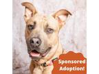 Adopt Rubble a Brown/Chocolate American Staffordshire Terrier / Mixed dog in