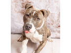 Adopt Missy a Gray/Blue/Silver/Salt & Pepper American Staffordshire Terrier /