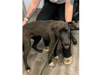 Adopt Paris a Black Great Dane / Mixed dog in Lancaster, SC (37288346)