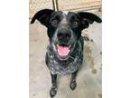Adopt Ollie a Black - with White German Shorthaired Pointer / Blue Heeler /