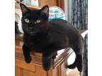 Adopt Ari a All Black Colorpoint Shorthair (short coat) cat in Garden City