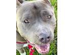 Adopt Brutus a Gray/Silver/Salt & Pepper - with White Mastiff / Pit Bull Terrier