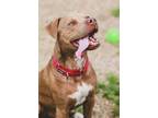 Adopt TONY a Brown/Chocolate American Pit Bull Terrier / Mixed dog in Aliquippa