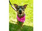 Adopt Bella Rose a Brown/Chocolate Rat Terrier / Pit Bull Terrier / Mixed dog in