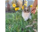 Pomeranian Puppy for sale in Queens, NY, USA