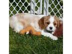 Cavalier King Charles Spaniel Puppy for sale in Modesto, CA, USA
