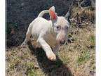 Bull Terrier PUPPY FOR SALE AD