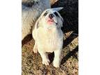 Mollie Great Pyrenees Puppy Female