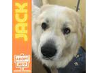 Adopt Jack a White Great Pyrenees / Mixed dog in Belleville, MI (37302357)