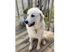 Adopt Nova a White - with Gray or Silver Great Pyrenees / Mixed dog in Marion