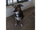 Adopt Morena a Brindle Cattle Dog / Australian Shepherd / Mixed dog in Toronto