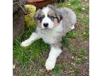 Australian Shepherd Puppy for sale in Yelm, WA, USA