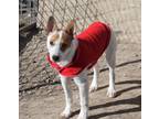 Adopt Patty a Australian Cattle Dog / Blue Heeler, Jack Russell Terrier