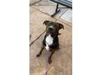 Adopt Toby a Brindle - with White Pit Bull Terrier / Rottweiler / Mixed dog in