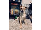 Adopt Sammy a Tan/Yellow/Fawn - with White Husky / Mixed dog in Niagara Falls