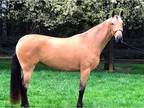 2015 Pre Registered Andalusian