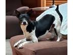 Adopt Dash (BL) a Fox Terrier, Rat Terrier