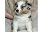 Australian Shepherd Puppy for sale in Marinette, WI, USA
