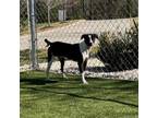 Adopt SASHA a Feist, Pit Bull Terrier