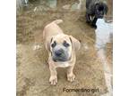 Cane Corso Puppy for sale in Wailuku, HI, USA