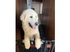 Adopt Groot a Great Pyrenees