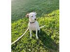 Adopt Bella a White - with Tan, Yellow or Fawn Rat Terrier / Mountain Cur /